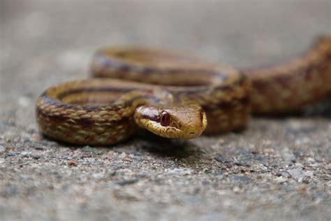 Using Snakes To Monitor Fukushima Radiation