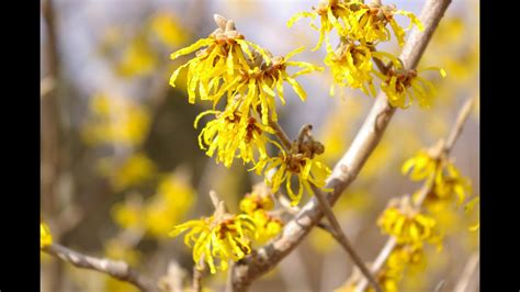The yellow flowers have a warm, spicy fragrance and precede the leaves. March Motivation! Late Winter and Early Spring Flowering ...