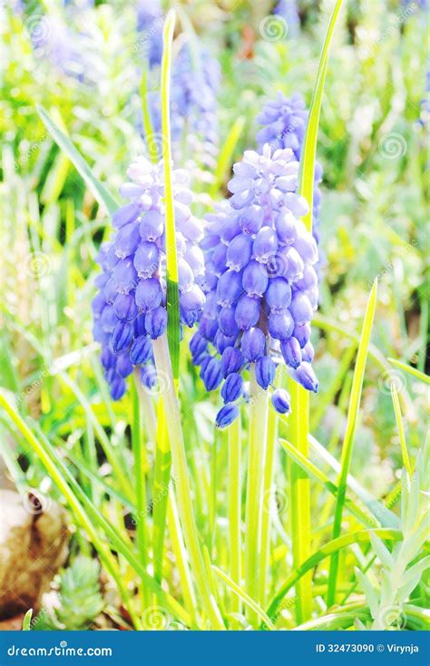 Blue Spring Flowers Stock Photo Image Of Closeup Growth 32473090