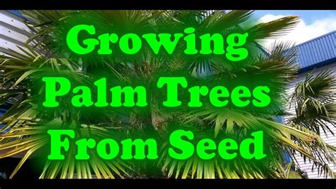 How To Grow Palm Trees From Seed Youtube