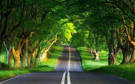 Free Download Hd Wallpaper Green Road Trees Forest Spring Nature
