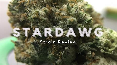 Stardawg Strain Review Everything You Need To Know About The Stardawg