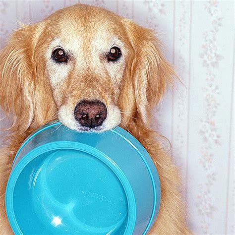 If you haven't been paying much attention to your pet's diet. Best Homemade Diet For Dog With Diabetes : Purchase Diabetic Dog Diet Homemade Up To 64 Off ...