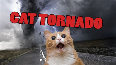 Cat Tornado Youtube