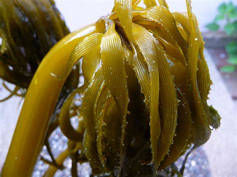 Seaweed Nutrition The Oceans Superfood
