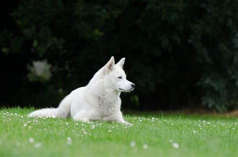 Husky O Lobo Siberiano Características Temperamento Y Colores Con Fotos