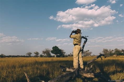 Animals In Motion How To Improve Your Wildlife Action