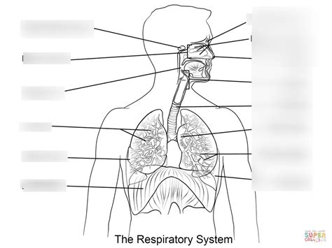 Chapter 7 Respiratory System Diagram Quizlet