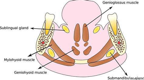 Infection Of The Fascial Spaces Pptx دنجاة Muhadharaty