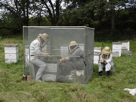 Russian Honey Bees Usda Ars