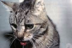 Breathing difficulties can affect cats of any breed or age, and the problem can quickly become life threatening. Small Animal Medicine and Surgery: Cardiovascular: PE ...