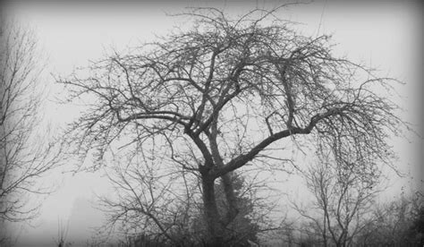 Sad Tree By Vultilion On Deviantart