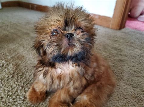 99% of dog owners will make these 7 mistakes when raising their shih tzu. Shih Tzu Puppies For Sale | Mount Pocono, PA #310662