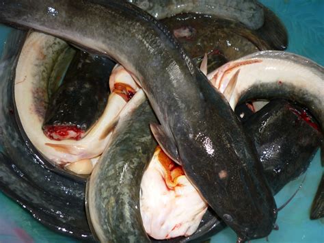 Download lagu sengat keli mp3 gratis dalam format mp3 dan mp4. :::Insan:::: IKAN KELI