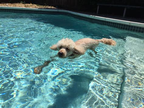 Should Your Dog Swim in an In-Ground Pool?