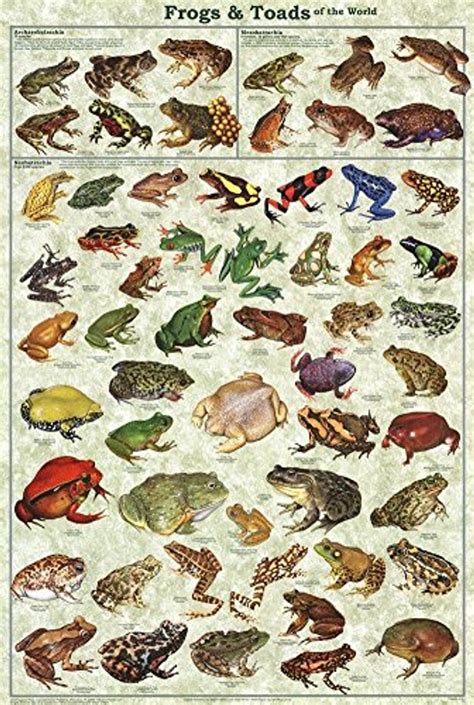 Frogs And Toads Of The World Educational Poster 24x36