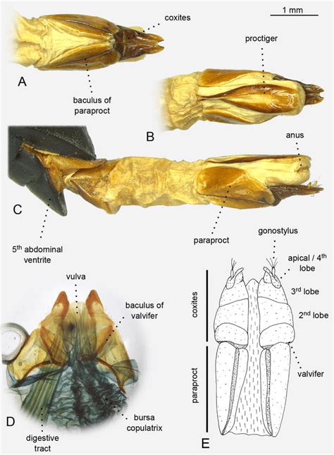 Morphology Of The Ovipositor Of Chosen Tenebrionidae Representatives Download Scientific