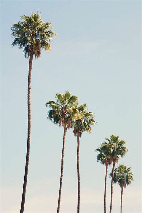 Los Angeles Photography Palm Tree Photography California Bohemian