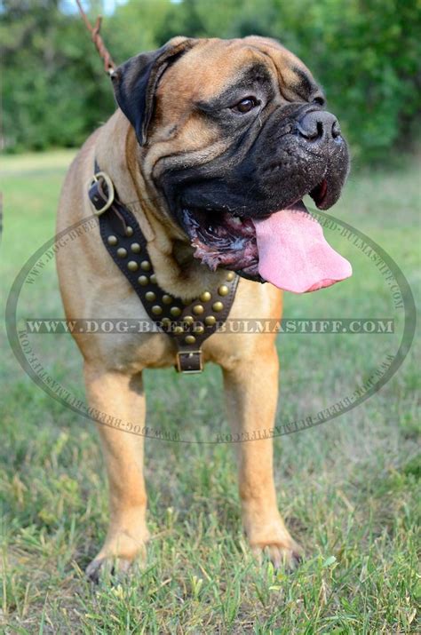 Dog Breed H151014 Leather Harness With Studs Bull