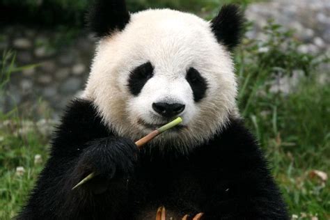 Oso Panda Ailuropoda Melanoleuca Dónde Vive Características Y