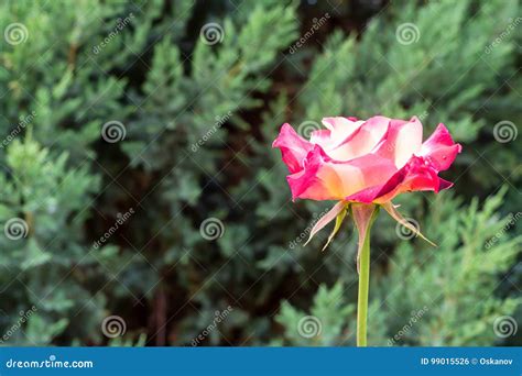 Close Up View Of Rose Bud Stock Photo Image Of Background 99015526