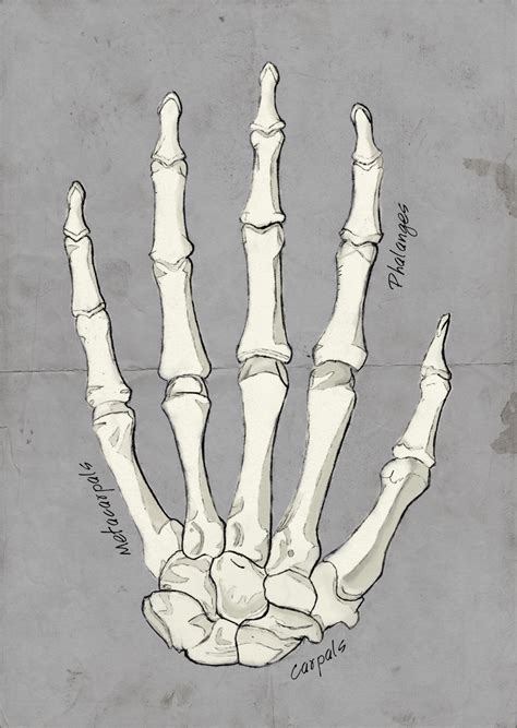 Bones Of The Human Hand By Sarahorsomeone On Deviantart