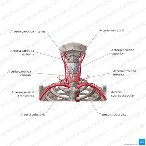 Glándula Tiroides Anatomía Hístologia Hormonas Kenhub