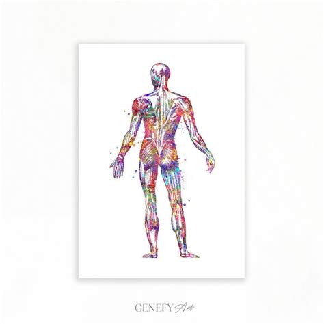 Human Muscular System Watercolour Art Print Human Anatomy And Muscles