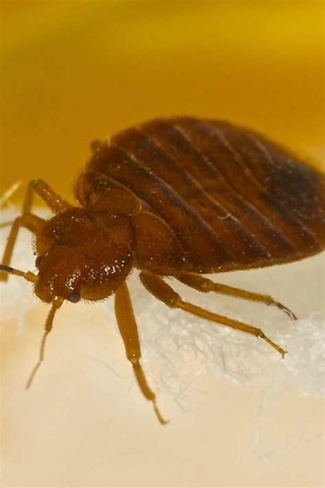 How To Prevent Bed Bug Spread Pest Phobia