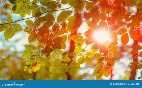 Close Up Scenic Shot Of Autumn Sunbeams Gleaming Through The Tree