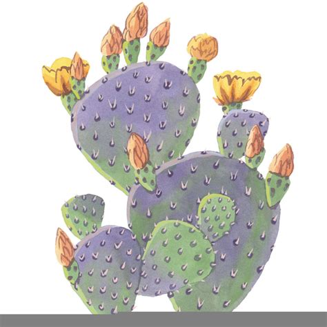 Prickly Pear Cactus Clipart Free Images At Vector Clip
