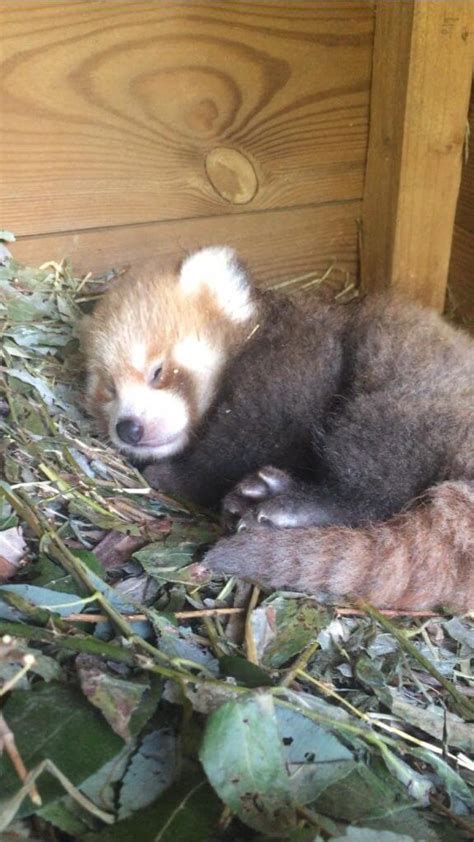 Naissance Dun Bébé Panda Roux Les Jardins Animaliers Biotropica