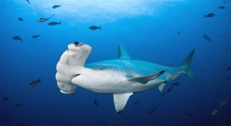 Scalloped Hammerhead Shark Freediving In United Arab Emirates