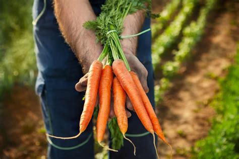 Growing Bigger Carrots Top Tips For Growing The Big Ones