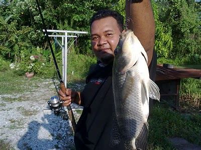 Tips bikin baja/umpan ikan talapia hitam dan merah mp3 duration 4:09 size 9.50 mb / addy channel 12. Kami Pancing Apa Saja: Tahukan anda asal usul ikan Talapia ...