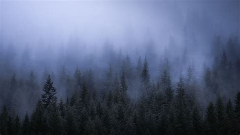 Fog Dark Forest Tress Landscape 5k Trees Wallpapers