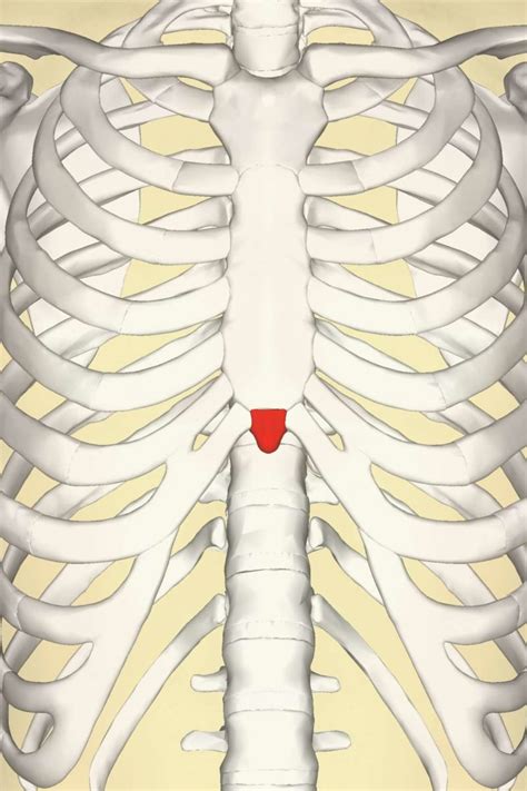 What Organ Is Located Is Middle Of Chest Under End Of Rib Cage