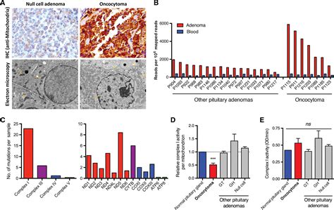 Enhancement Of Mitochondrial Biogenesis And Paradoxical Inhibition Of