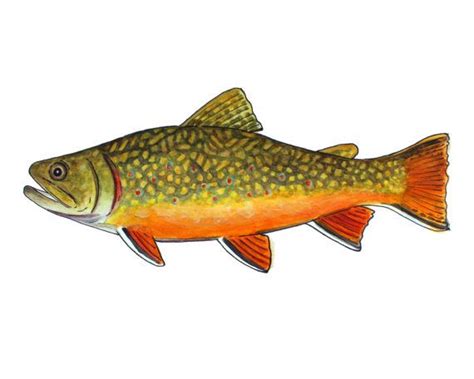Brook Trout Fine Art Print Etsy Trout Painting Fly Fishing Art