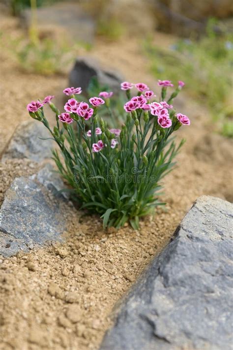 Pink Dianthus Alpine Flower Planted In A Rockery Garden Rock Garden