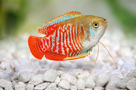 Small Aquarium Fish Breeds For Your Freshwater Tank