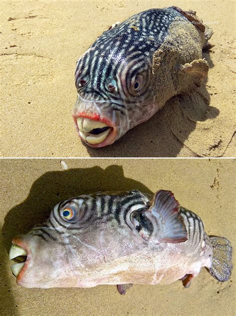 Russian Fisherman Posts Funny And Terrifying Creatures Of
