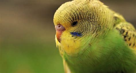 6 Of The Best Pet Birds For Kids And Families