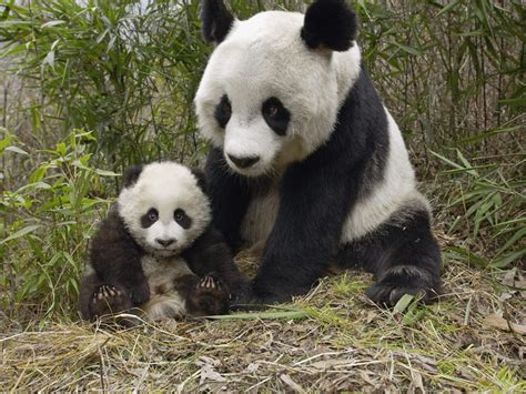 Panda Reproduction Facts About Panda Births