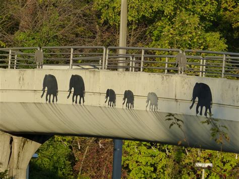 Gambar Pohon Menanam Jembatan Hewan Margasatwa Kebun Binatang