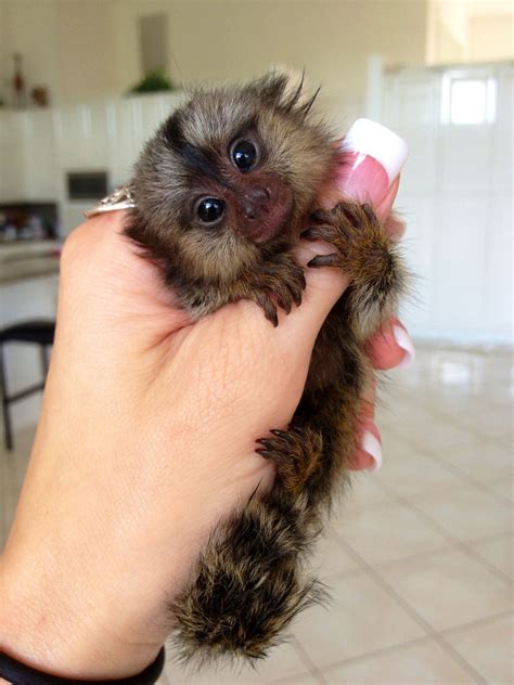 Baby Finger Monkey For Sale Uk Peepsburgh
