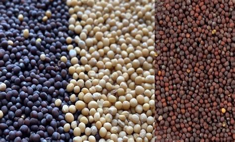 12 Interesting Uses Of Mustard Seed And Benefits Spiceitupp