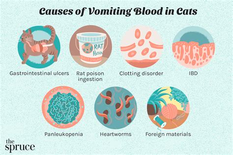 What To Do If Your Cat Is Vomiting Blood