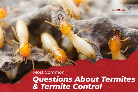 Most Common Questions About Termites And Termite Control
