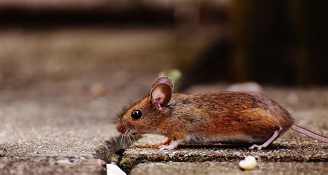 Escrementi Di Topi O Ratti Come Riconoscere La Presenza Di Animali